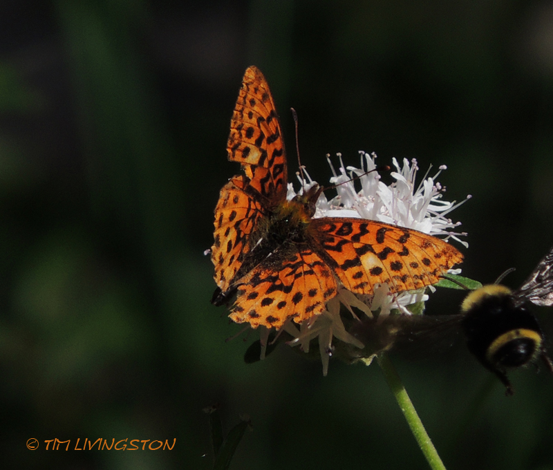Butterfly, bumblebee, nature, photography, insects