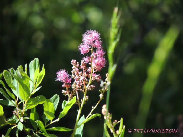 Blue grouse, dusky grouse, grouse, photography, nature wildlife, scenic