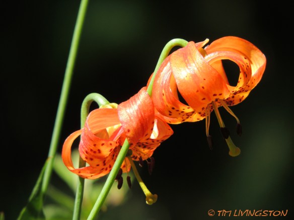 Tiger lily, Trinity mountains, wildflowers
