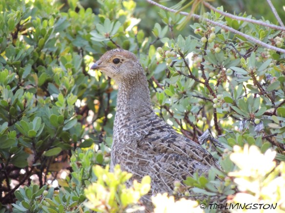 Blue grouse, dusky grouse, grouse, photography, nature wildlife, scenic