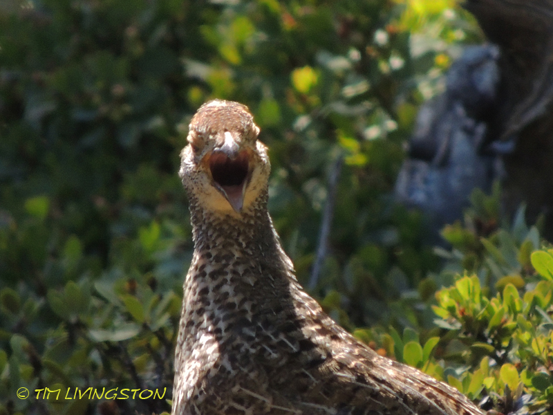 Blue grouse, dusky grouse, grouse, photography, nature wildlife, scenic