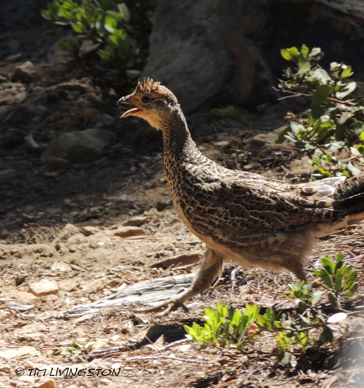 Blue grouse, dusky grouse, grouse, photography, nature wildlife, scenic