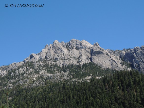 Blue grouse, dusky grouse, grouse, photography, nature wildlife, scenic