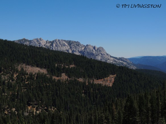 Blue grouse, dusky grouse, grouse, photography, nature wildlife, scenic