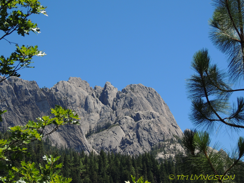 Blue grouse, dusky grouse, grouse, photography, nature wildlife, scenic
