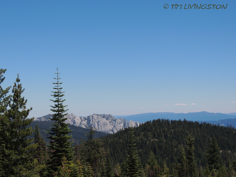 Blue grouse, dusky grouse, grouse, photography, nature wildlife, scenic