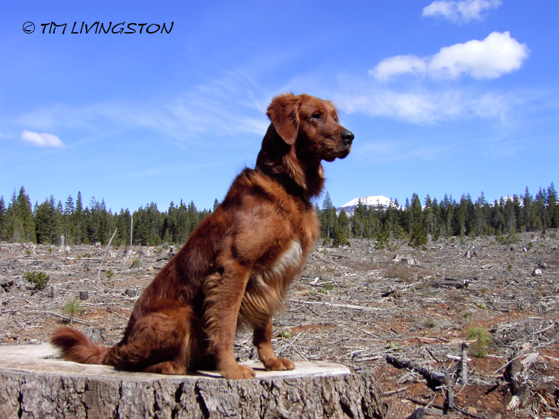 forestry, seedlings, growth, forest