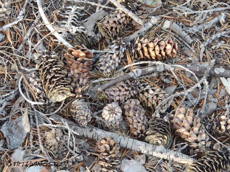 mountain hemlock, tsuga mertensiana, hemlock, forestry, timber, cones