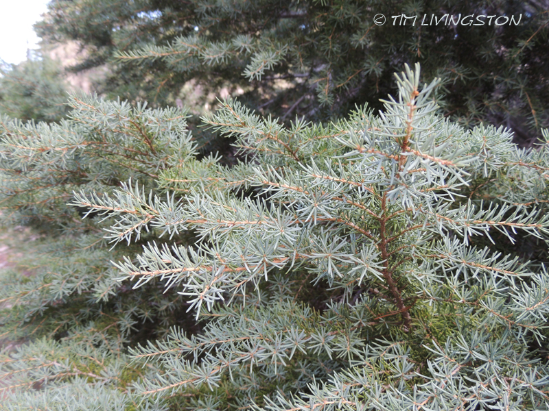 mountain hemlock, tsuga mertensiana, hemlock, forestry, timber