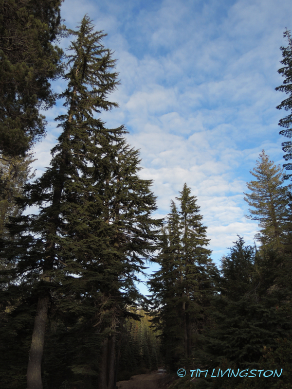 mountain hemlock, tsuga mertensiana, hemlock, forestry, timber