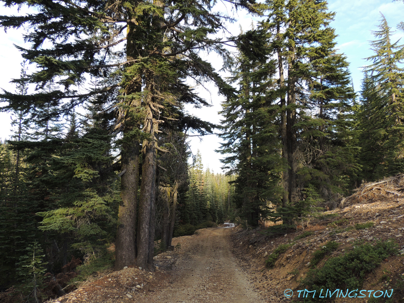 mountain hemlock, tsuga mertensiana, hemlock, forestry, timber