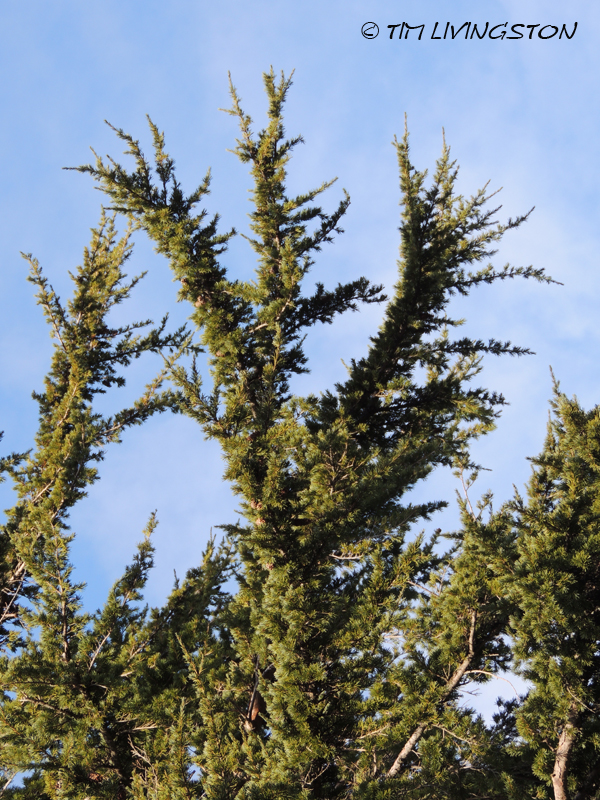 mountain hemlock, tsuga mertensiana, hemlock, forestry, timber