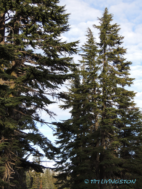mountain hemlock, tsuga mertensiana, hemlock, forestry, timber