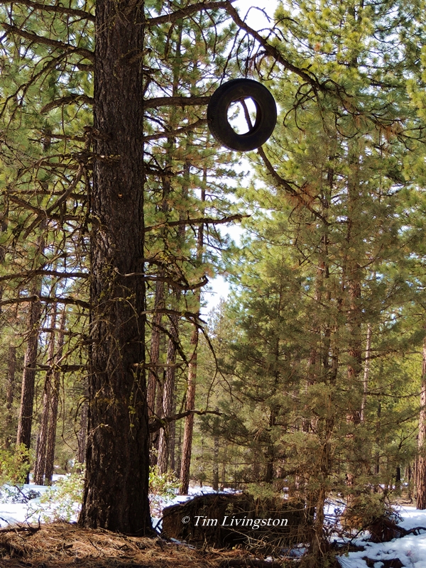 ponderosa pine, old tire, humor, caption