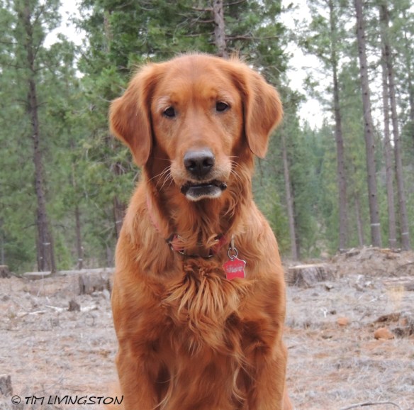 forestry friday, friday, golden retriever