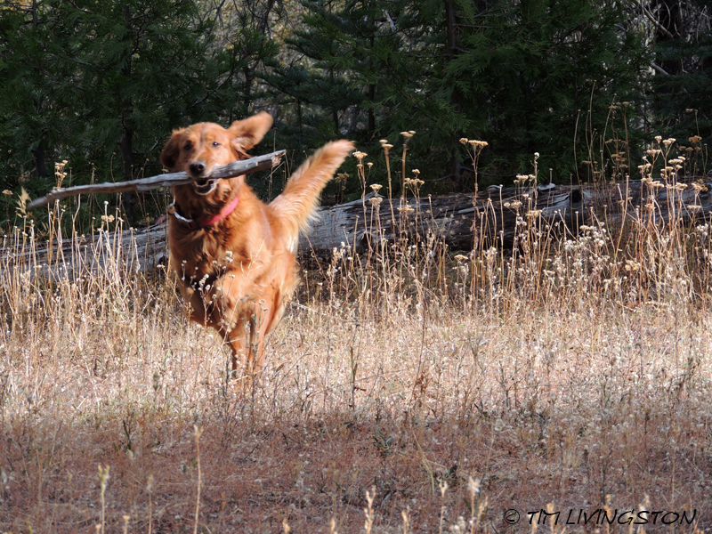 golden retriever, forestry