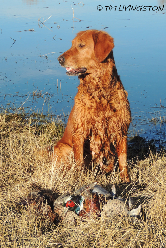 Golden retriever, Blitz, pheasants