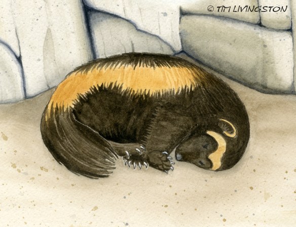 Buddy, The Wayward Wolverine, Buddy and the Magic Chicken Tree, watercolor, watercolour, wolverine