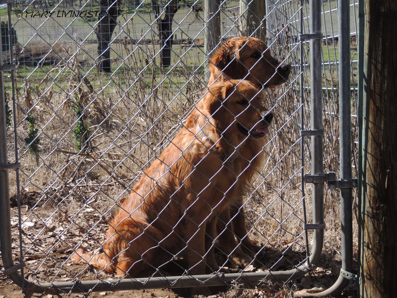 yardwork, forester, flames