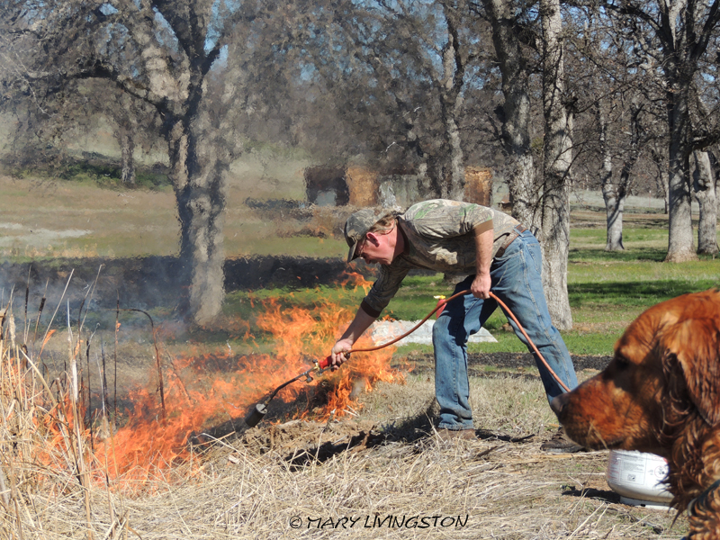 yardwork, forester, flames, golden retriever