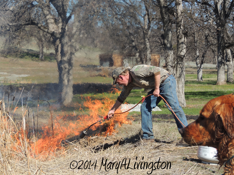 yardwork, forester, flames, fire, golden retriever