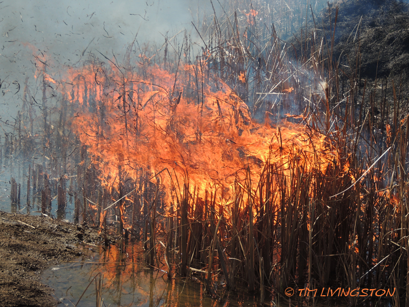yardwork, forester, flames