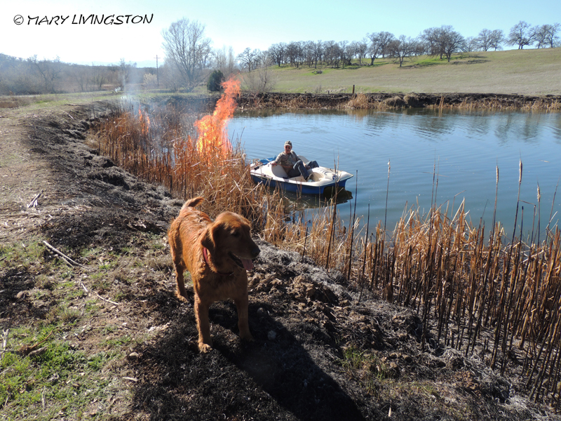 yardwork, forester, flames