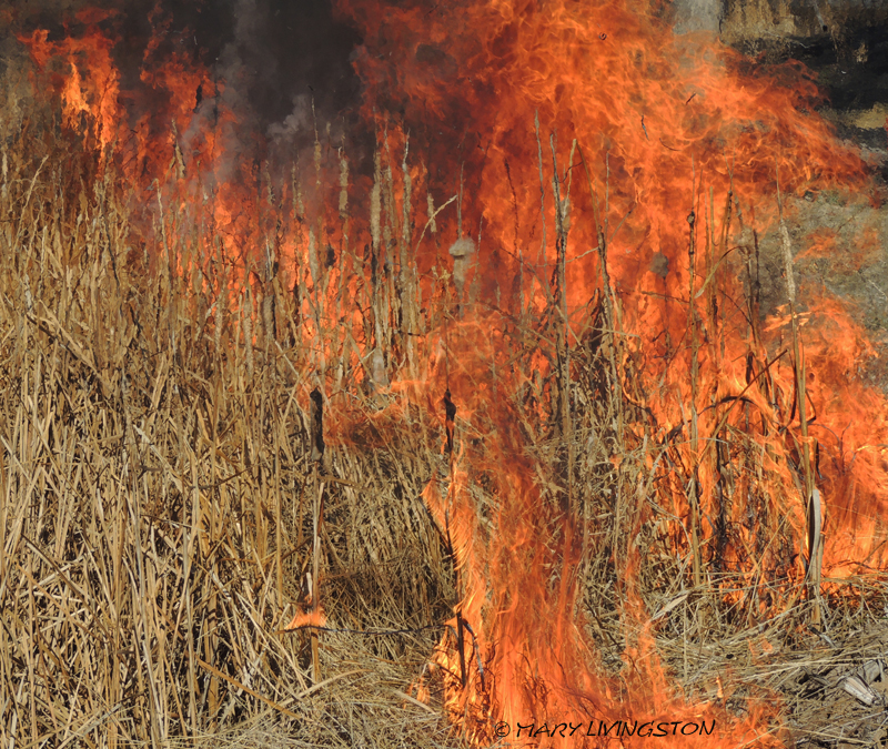 yardwork, forester, flames