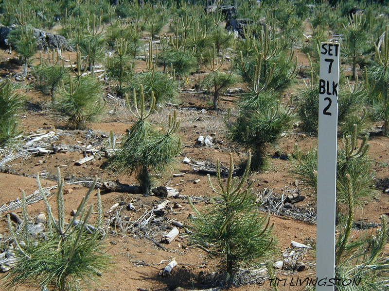 forestry, ponderosa pine, forestry research