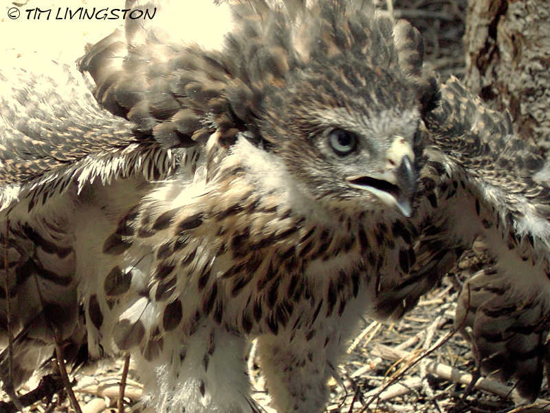 Forestry, Northern Goshawk, goshawk, protection