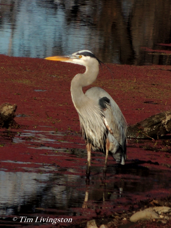 heron, great blue heron, blue heron, wildlife, sawmill