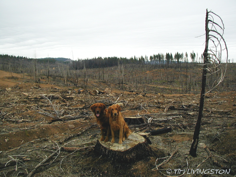 Fire restoration, forestry, seedlings, golden retrievers