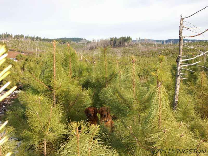 Fire restoration, forestry, seedlings, golden retrievers