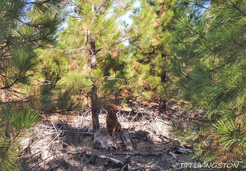 Fire restoration, forestry, seedlings, golden retrievers
