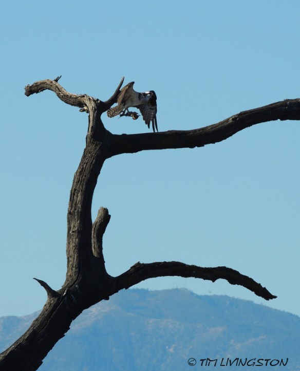 Osprey, wildlife, sawmill, photography, nature