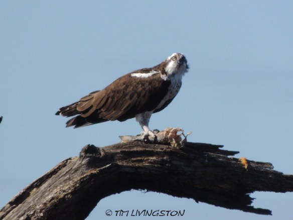 Osprey, wildlife, sawmill, photography, nature