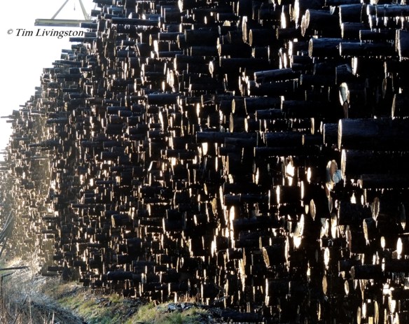 logs, log deck, wood