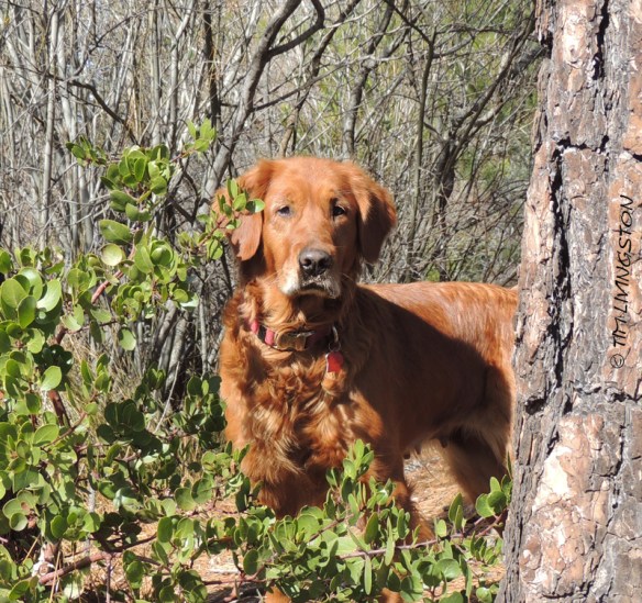 Blitz, golden retriever