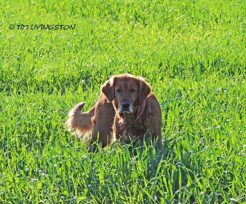 Blitz, golden retriever, dog, photography