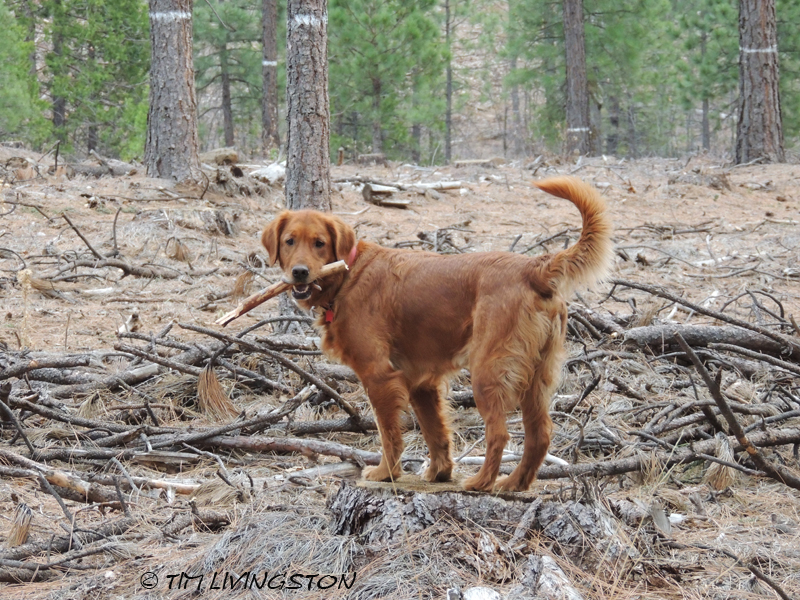 fuelbreak, Blitz, golden retriever
