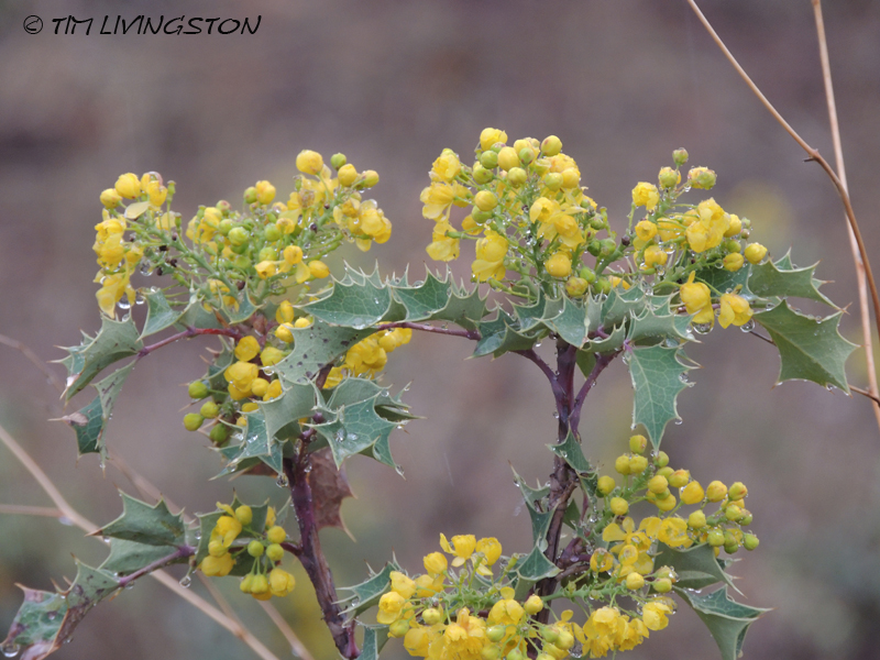 Dwarf Oregon Grape,