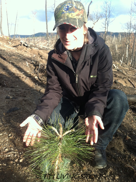 Forestry, mentoring, education