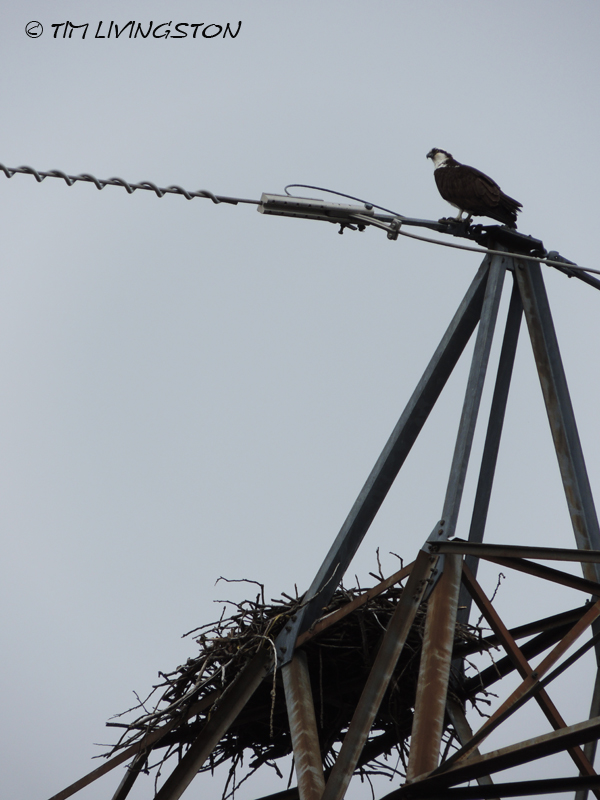 osprey, breeding, nature, wildlife, photography
