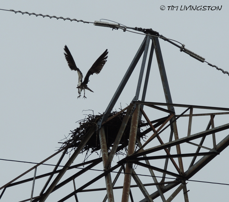 osprey, breeding, nature, wildlife, photography