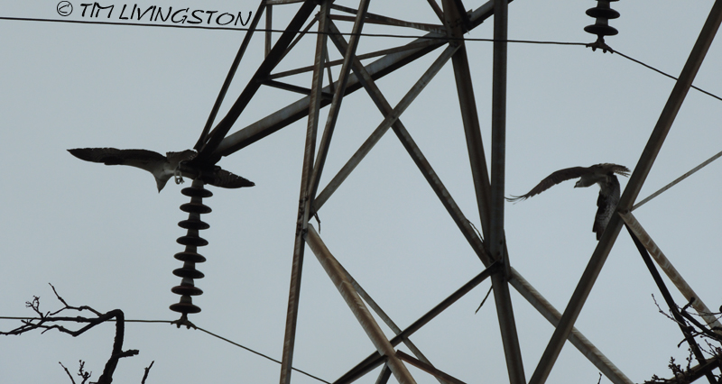 osprey, breeding, nature, wildlife, photography