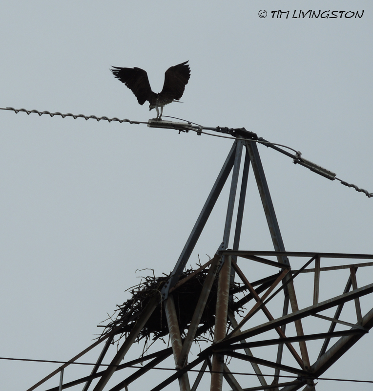 osprey, breeding, nature, wildlife, photography