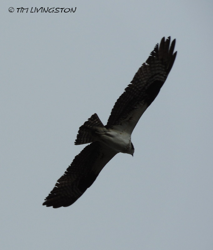 osprey, breeding, nature, wildlife, photography