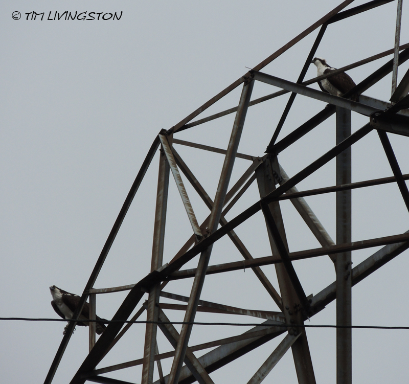 osprey, breeding, nature, wildlife, photography