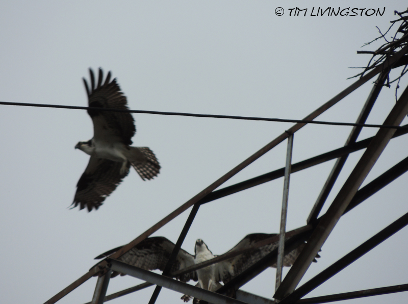 osprey, breeding, nature, wildlife, photography