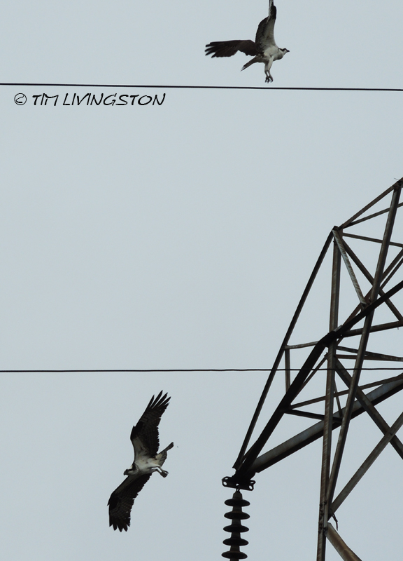 osprey, breeding, nature, wildlife, photography